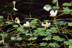 Ranunculus peltatus, photograph (c) Daniel Ghyselinck, some rights reserved (CC BY)