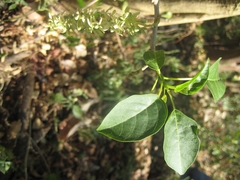 Ledenbergia macrantha