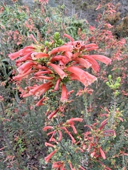Erica glandulosa, photograph (c) Devon Bradley, some rights reserved (CC BY)