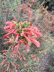 Erica glandulosa, photograph (c) Devon Bradley, some rights reserved (CC BY)