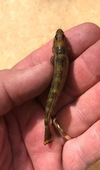 Etheostoma douglasi