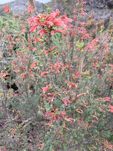 Erica glandulosa, photograph 5