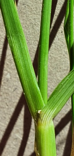 Sporobolus africanus