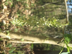 Ledenbergia macrantha