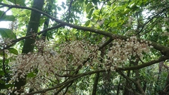 Sterculia monosperma