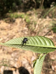 Compsapoderus erythrogaster