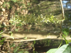 Ledenbergia macrantha