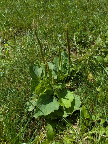 greater plantain