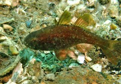 Vincentia novaehollandiae