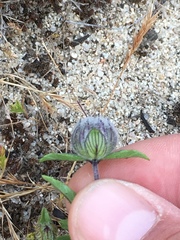 Monardella sinuata nigrescens