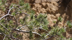 Pinus cembroides
