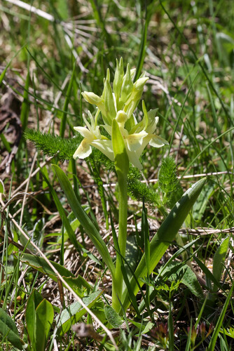 Dactylorhiza sambucina, photograph 6
