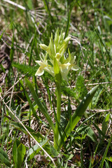 Dactylorhiza sambucina, photograph (c) Tom Field, some rights reserved (CC BY)