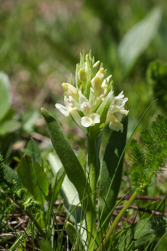 Dactylorhiza sambucina, photograph 5