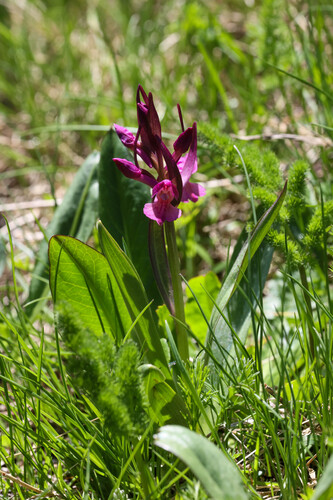 Dactylorhiza sambucina, photograph 4