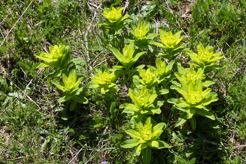 Euphorbia hyberna