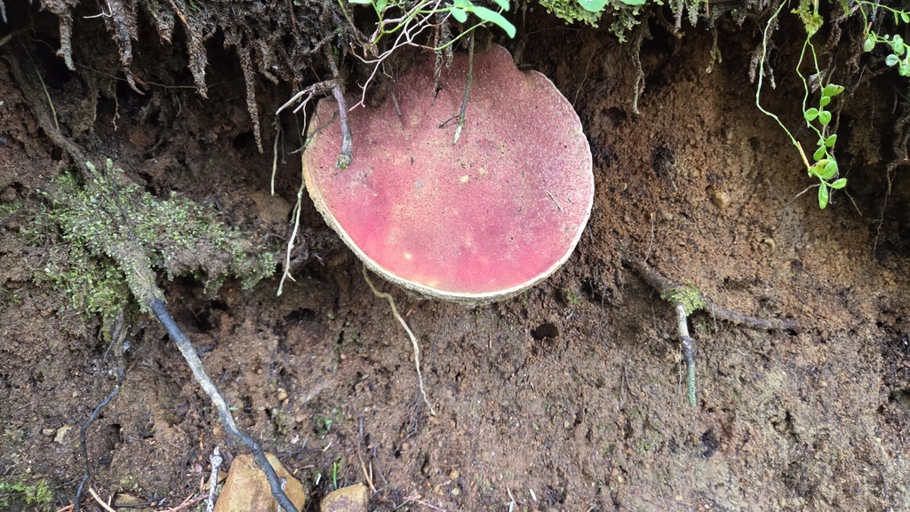 Smith's Bolete · July 2026 · photo: Photo: no rights reserved · iNaturalist