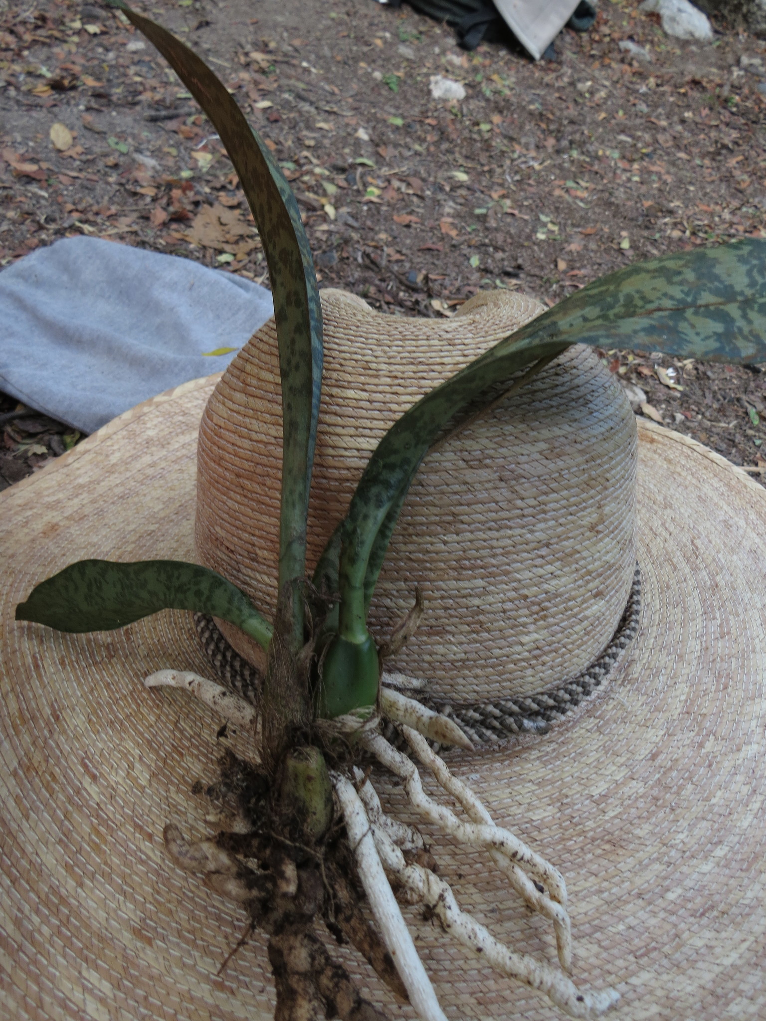 Fotos de Orquídea Monja Africana (Oeceoclades maculata) · NaturaLista Mexico