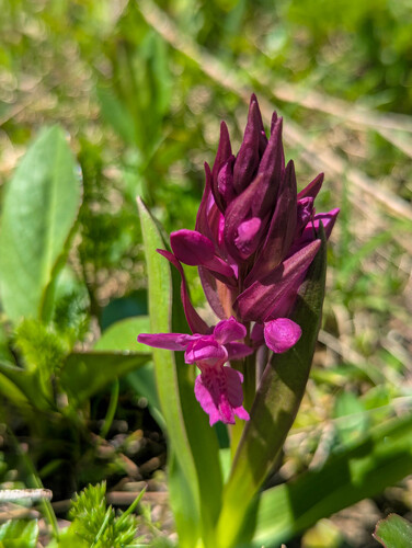 Dactylorhiza sambucina, photograph 3