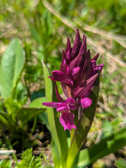 Dactylorhiza sambucina, photograph (c) Tom Field, some rights reserved (CC BY)