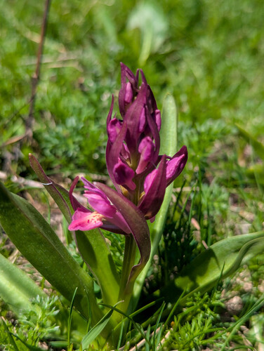 Dactylorhiza sambucina, photograph 2
