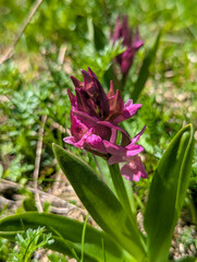 Dactylorhiza sambucina