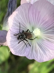 Brachysomida californica