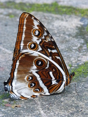 Morpho cisseis
