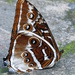 Morpho cisseis - Photo (c) Franciele, some rights reserved (CC BY-NC), uploaded by Franciele