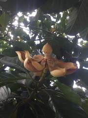 Magnolia hernandezii