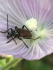 Brachysomida californica