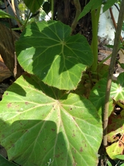 Begonia manicata