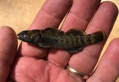 Etheostoma douglasi