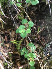 Nertera dichondrifolia