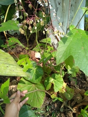 Begonia manicata