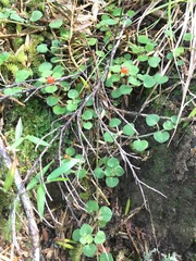 Nertera dichondrifolia