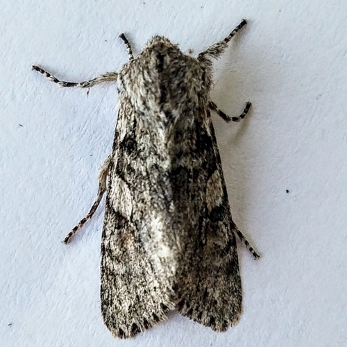 Egira hiemalis photo 3