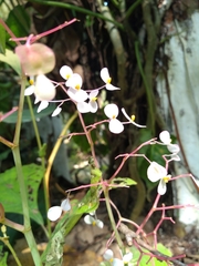 Begonia manicata