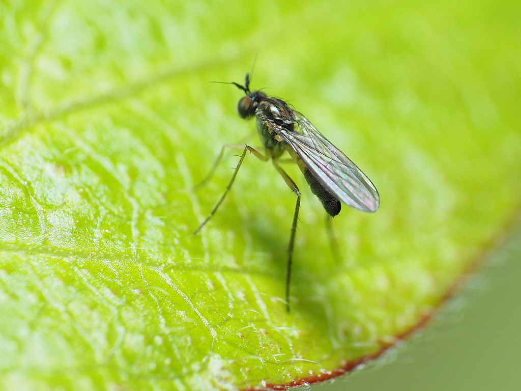 Calyxochaetus frontalis