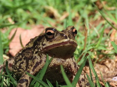 Incilius bocourti