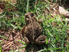 Incilius bocourti
