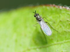 Calyxochaetus frontalis