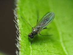 Calyxochaetus frontalis