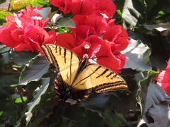 Papilio multicaudata grandiosus