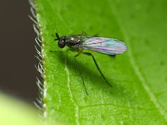 Calyxochaetus frontalis