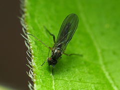 Calyxochaetus frontalis