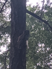 Strix occidentalis caurina