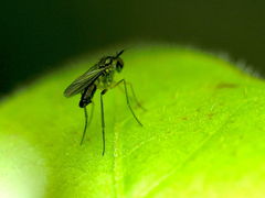 Calyxochaetus frontalis