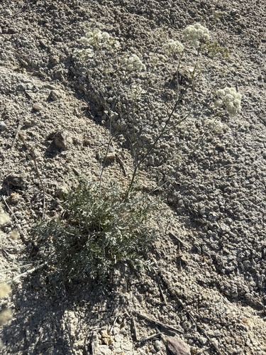 Pimpinella tragium