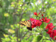 Papilio multicaudata grandiosus